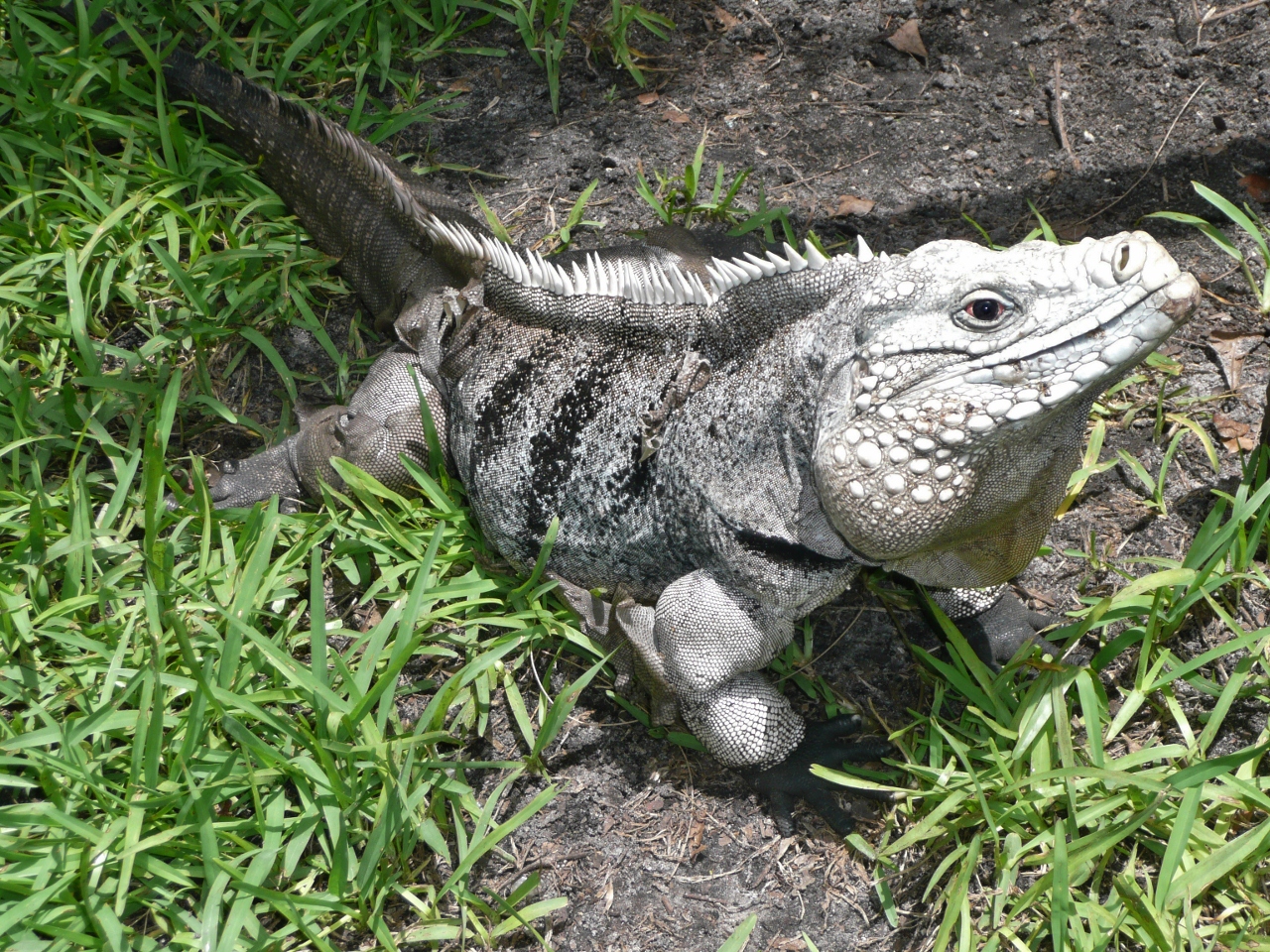 iguana world